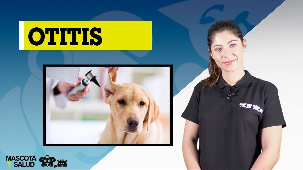 Otitis en Perros - Síntomas, Causas y Prevención