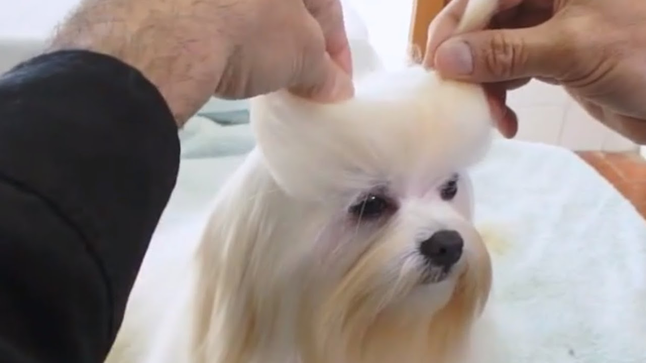PERROS - Peluquería canina. ¿Cómo peinar a un Bichón Maltés? Arreglos en casa y en la peluquería.