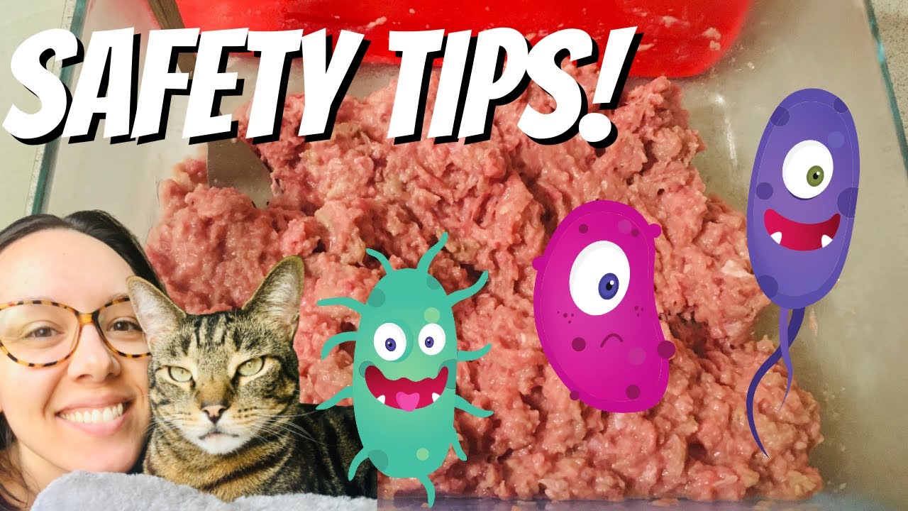 Raw Feed Your Cat SAFELY and AVOID 🦠 Contamination (Beginner Tips) - #caticles
