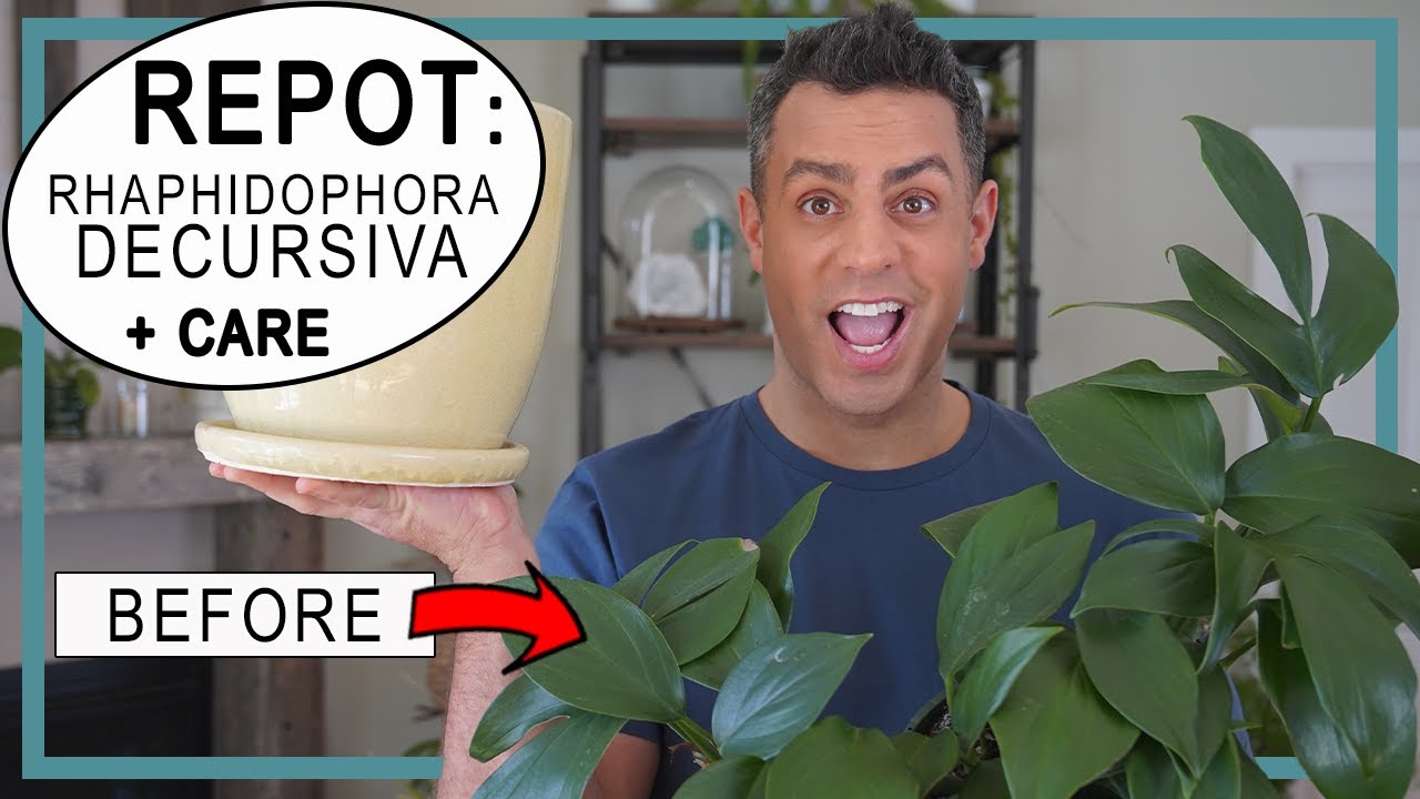 Rhaphidophora Decursiva (Dragon's Tail) Plant Care: How-To Repot + Crucial Care Tips!!