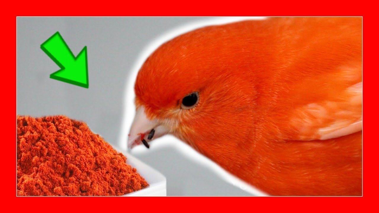 ✅ 7 SECRETOS PARA PIGMENTAR CANARIOS ROJOS | Pigmentación de Canarios Rojos