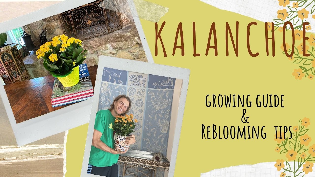 KALANCHOE Ultimate Growing Guide \u0026 ReBlooming Tips (subtítulos en español)
