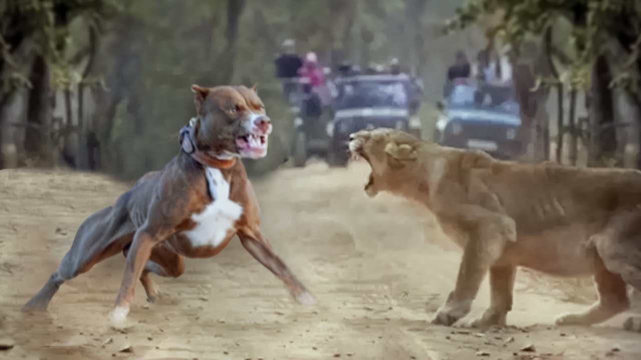 Lion Vs Pitbull Fight Video - Pitbull vs Lion Comparison - PITDOG