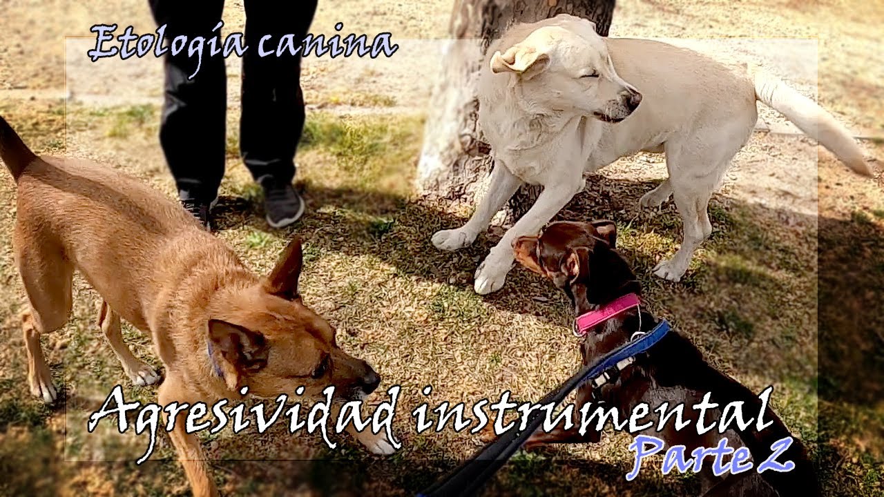 Reactividad y agresividad instrumental - Intensidad emocional - Etología canina