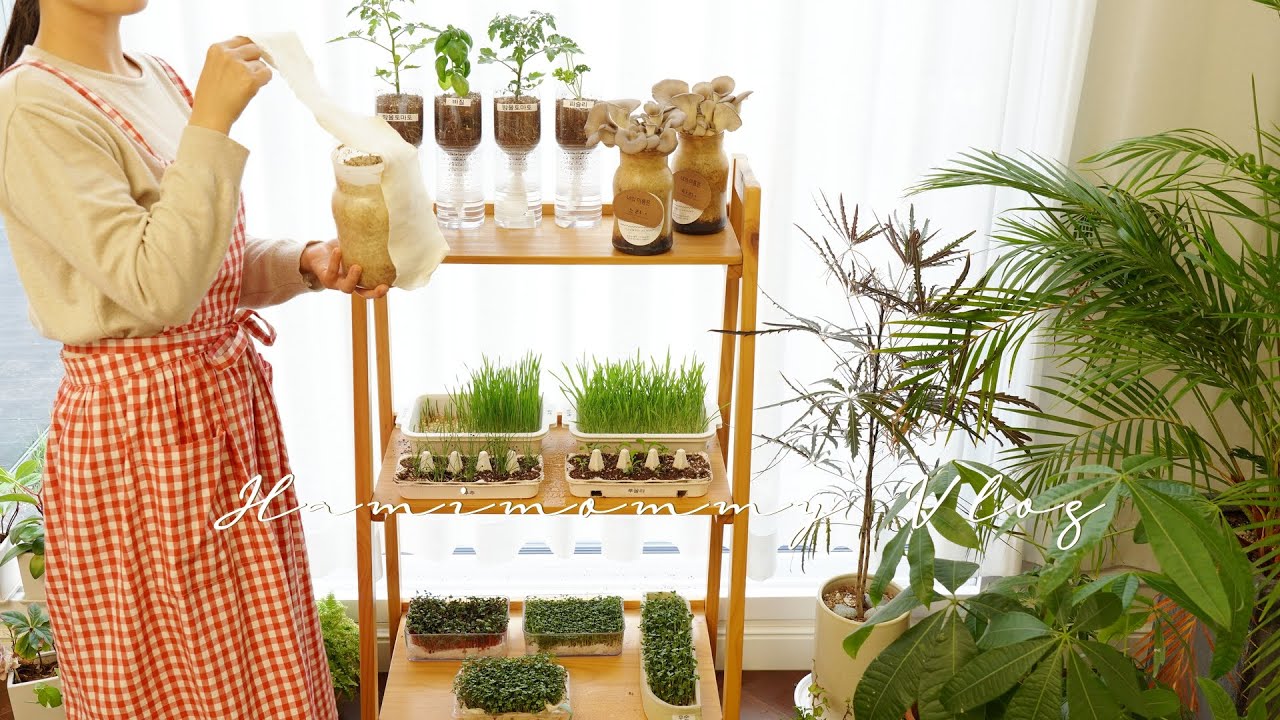 SUB) 집 안에서 쉽게 키워먹는 식재료: 일주일만에 이만큼 자랐어요ㅣTips for Growing Edible Plants Indoors 🌿