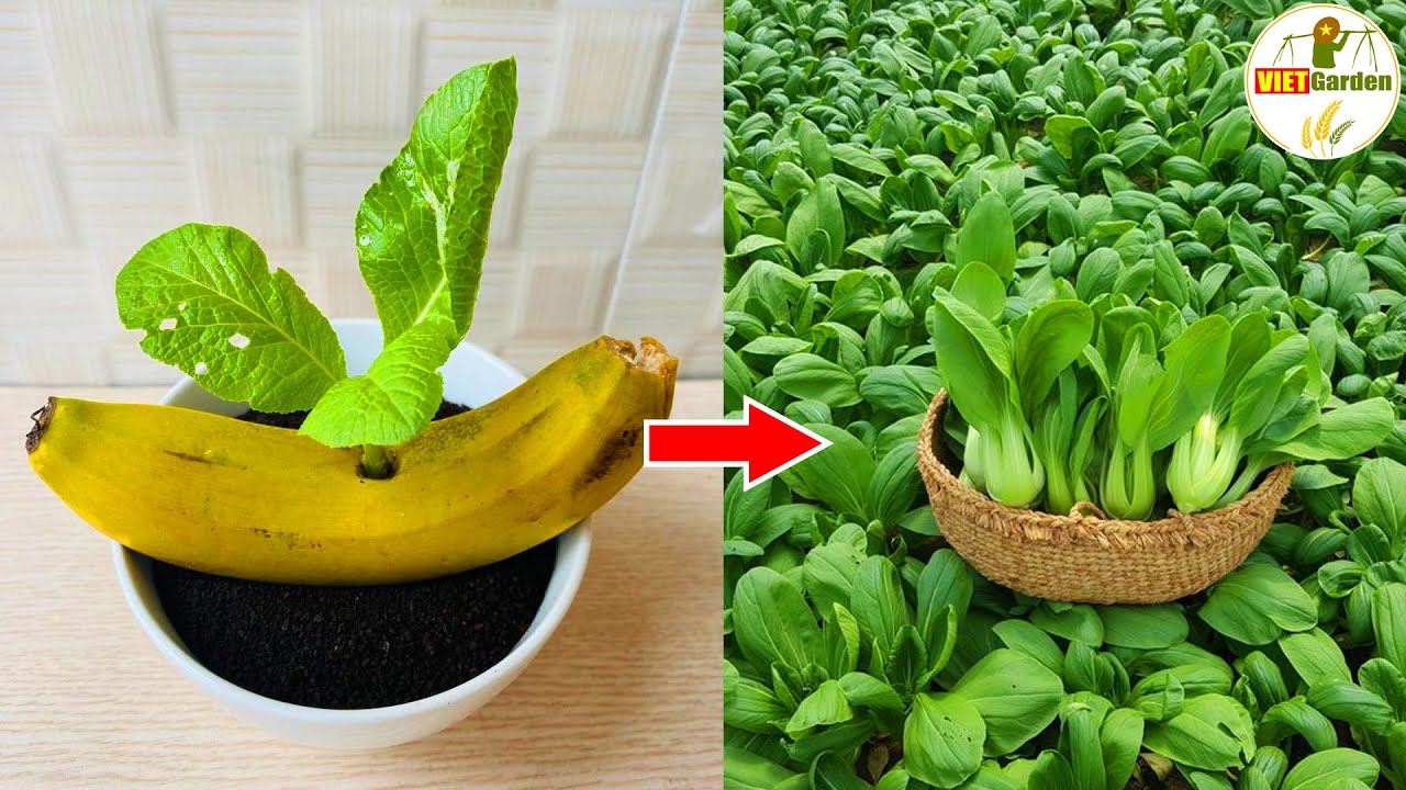 Vous ne jeterez jamais les pelures de banane après avoir regardé, engrais facile pour les plantes
