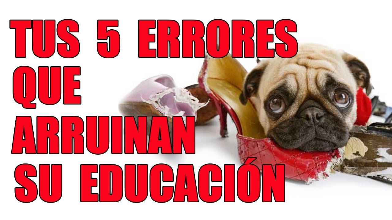 5 Errores que Cometes al Entrenar a tu Perro que Arruinan su Educación