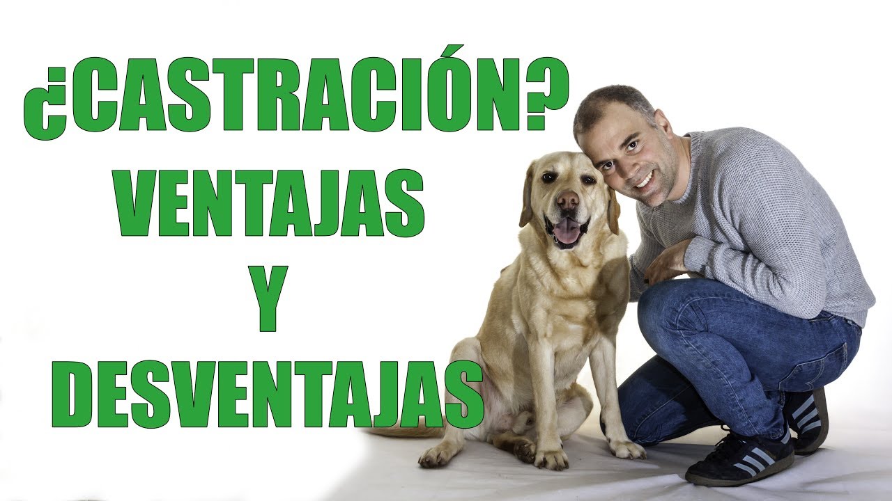 CASTRACIÓN - Ventajas y Desventajas de CASTRAR a tu PERRO