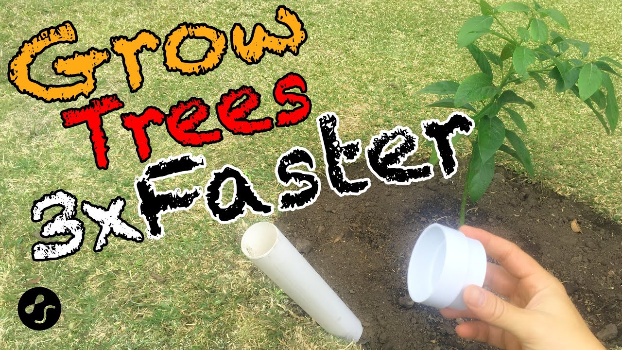 Comment planter un arbre pour qu'il pousse 3 fois plus vite. Méthode d'entraînement racine.