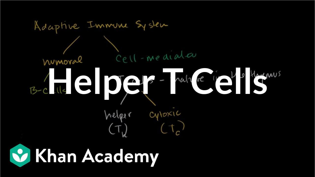 Helper T cells | Immune system physiology | NCLEX-RN | Khan Academy