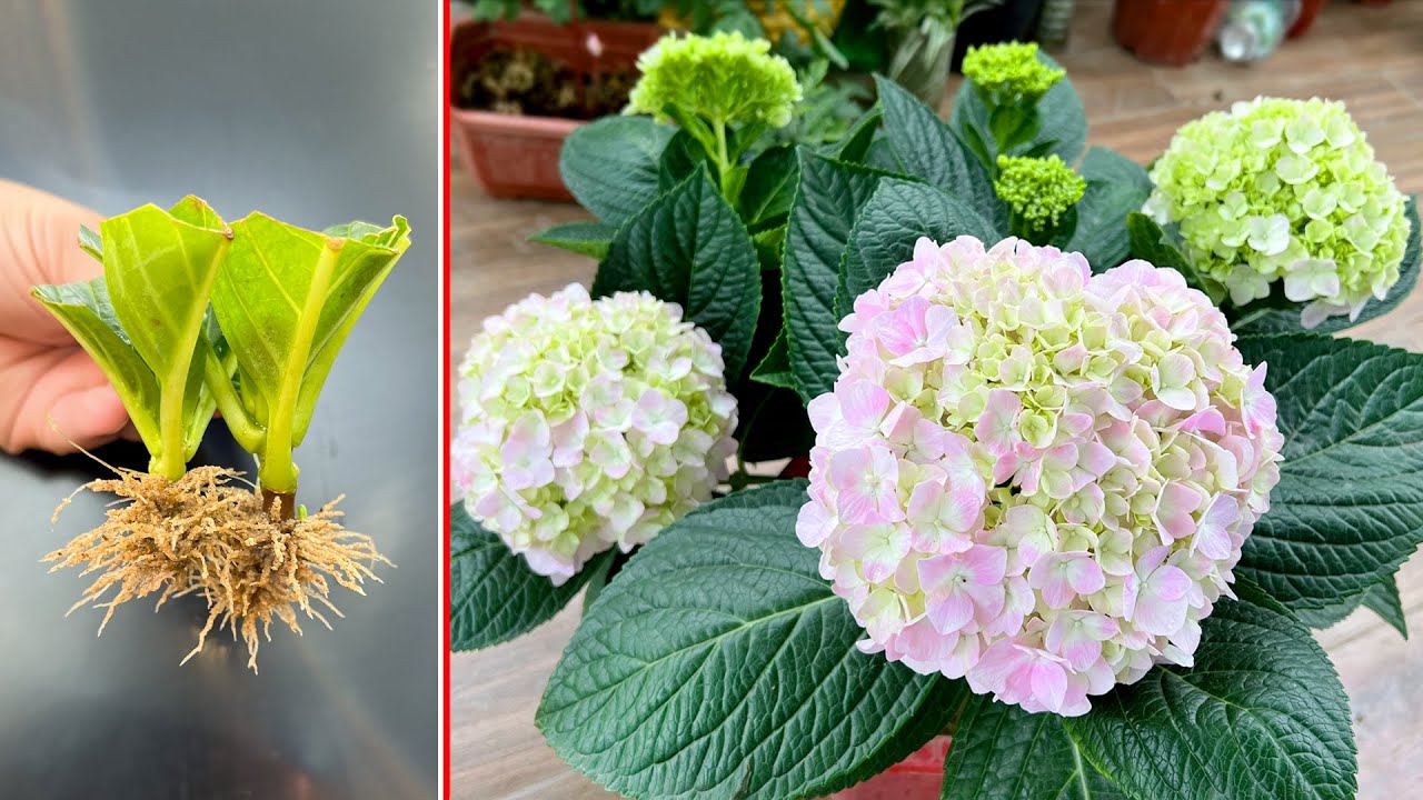 Hydrangea has a \"MYSTICAL\" beauty. Simple planting SUPER CHEAP