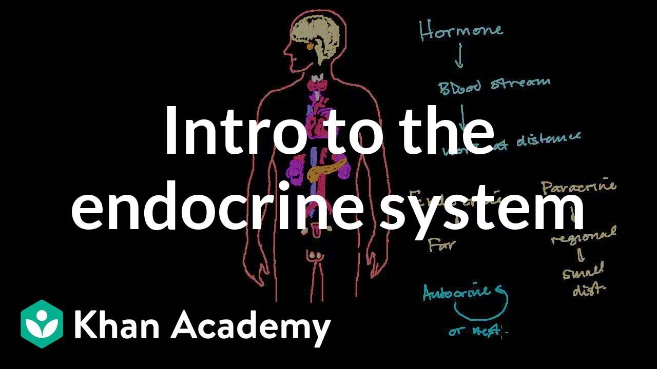 Intro to the endocrine system | Health \u0026 Medicine | Khan Academy