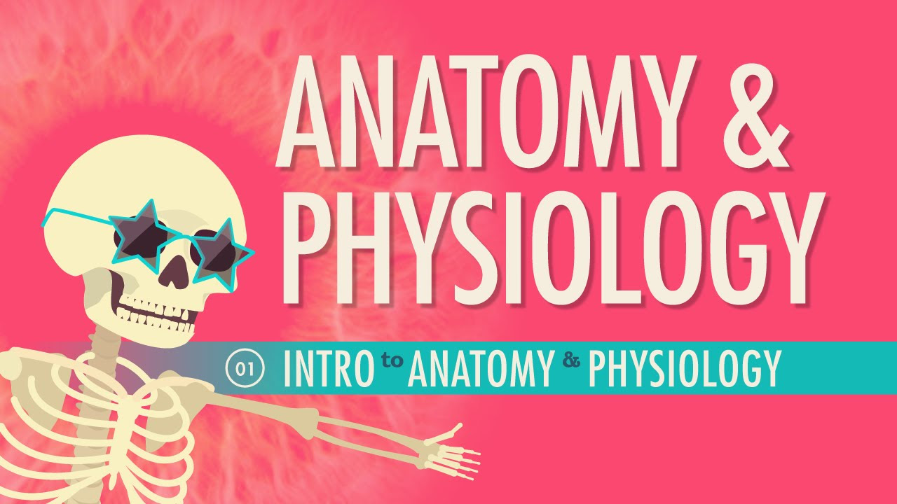 Introduction to Anatomy \u0026 Physiology: Crash Course Anatomy \u0026 Physiology #1
