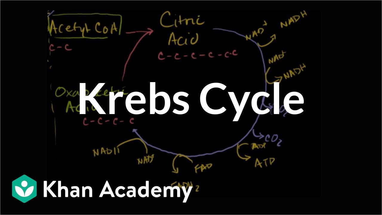 Krebs / citric acid cycle | Cellular respiration | Biology | Khan Academy