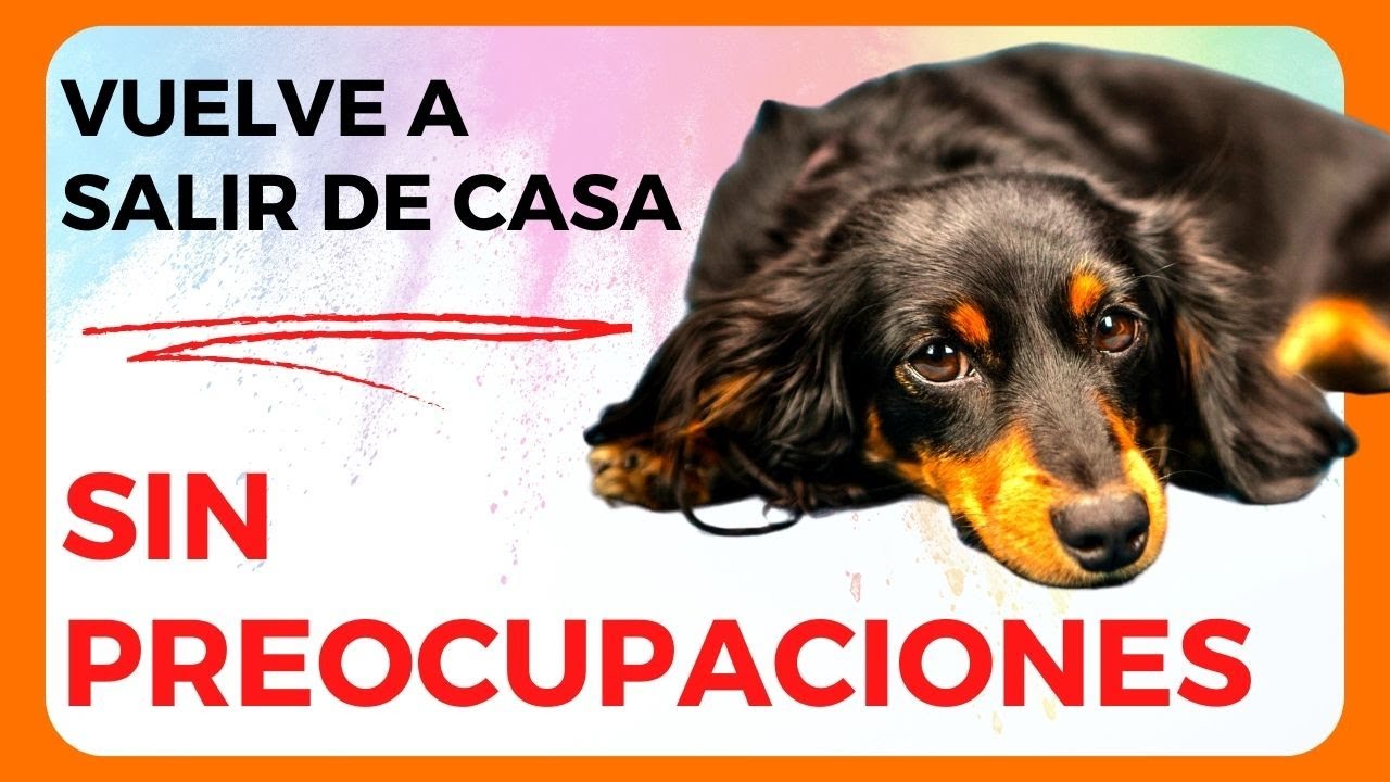VUELVE a SALIR de CASA sin PREOCUPACIONES - ANSIEDAD por SEPARACIÓN en perros 🚶‍♀️◄🏠 Método DAPS®