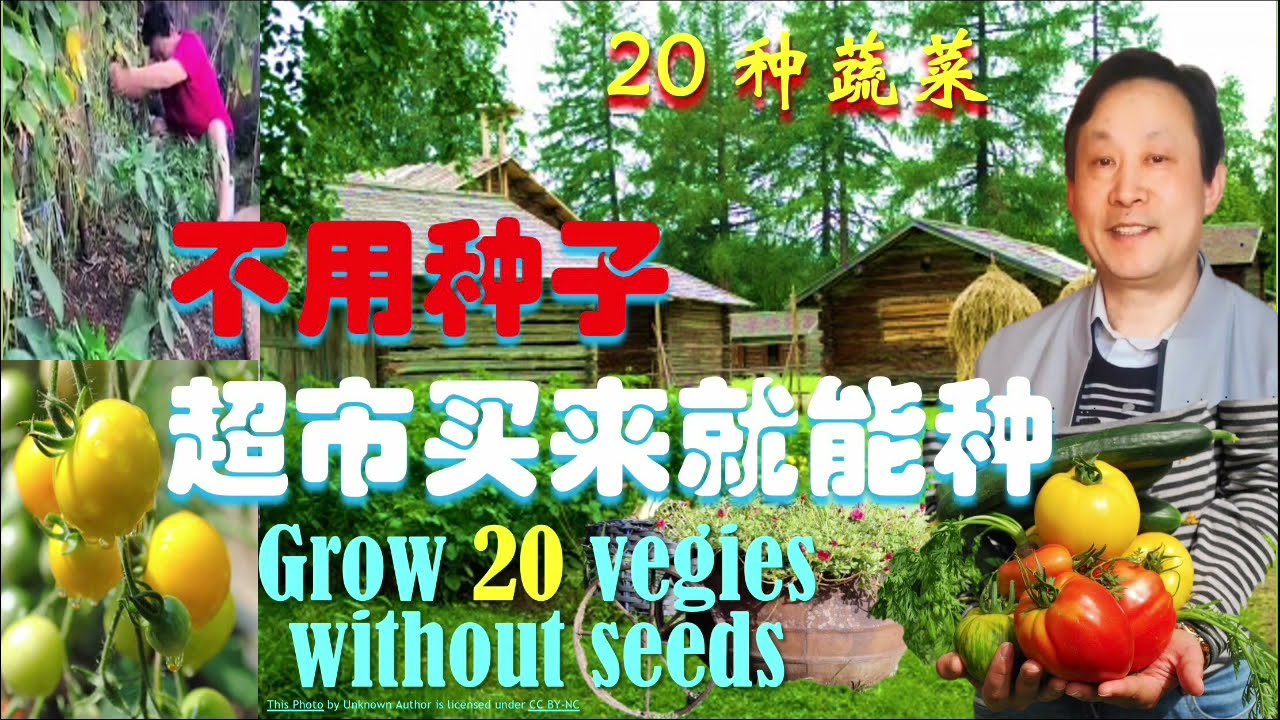20 kinds of vegetables from supermarket can be regrown without the need of seeds.