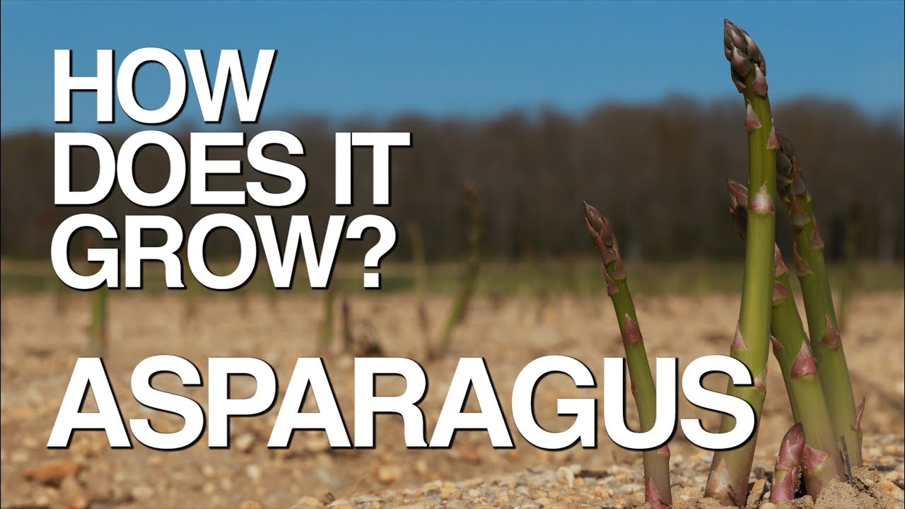 ASPARAGUS | How Does it Grow?
