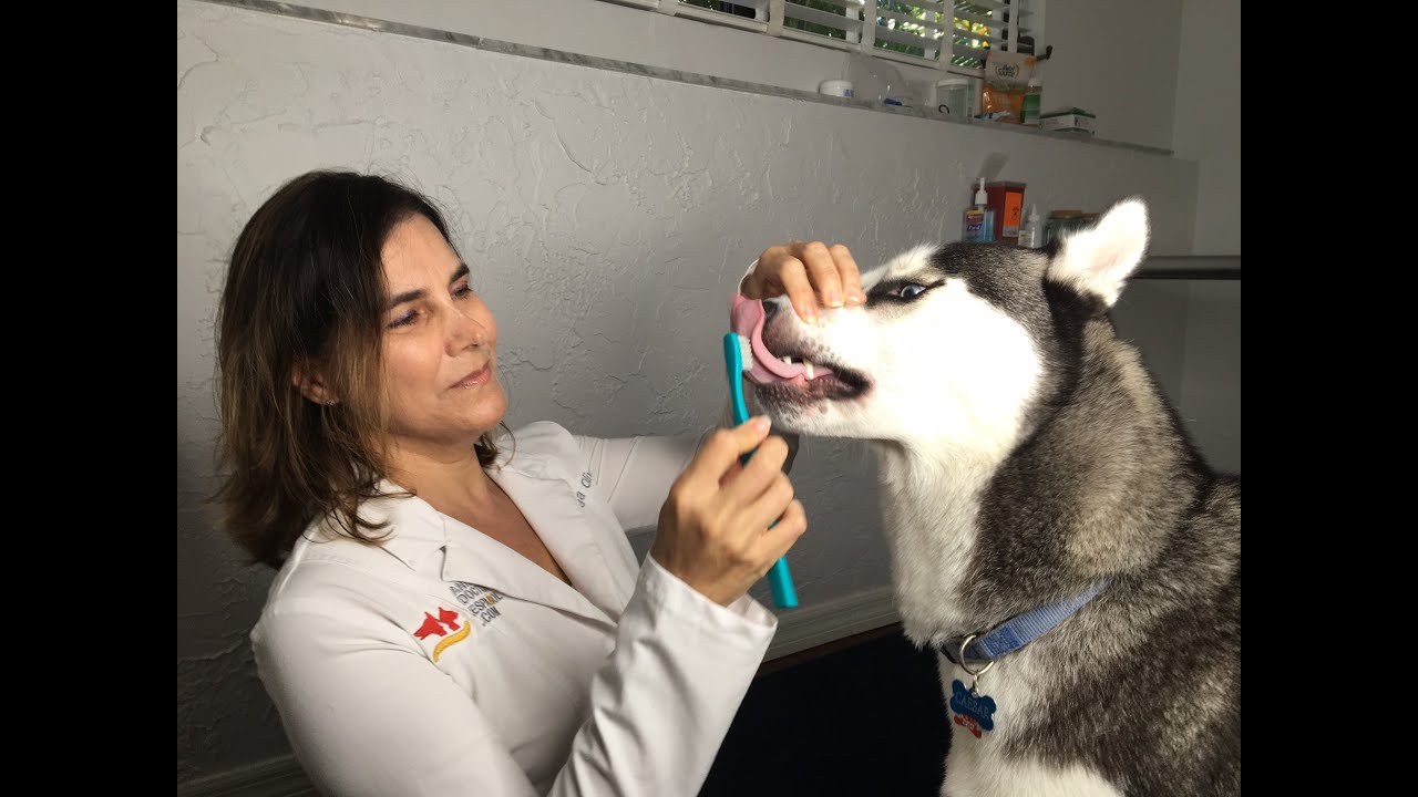 Como cepillar los dientes a un perro