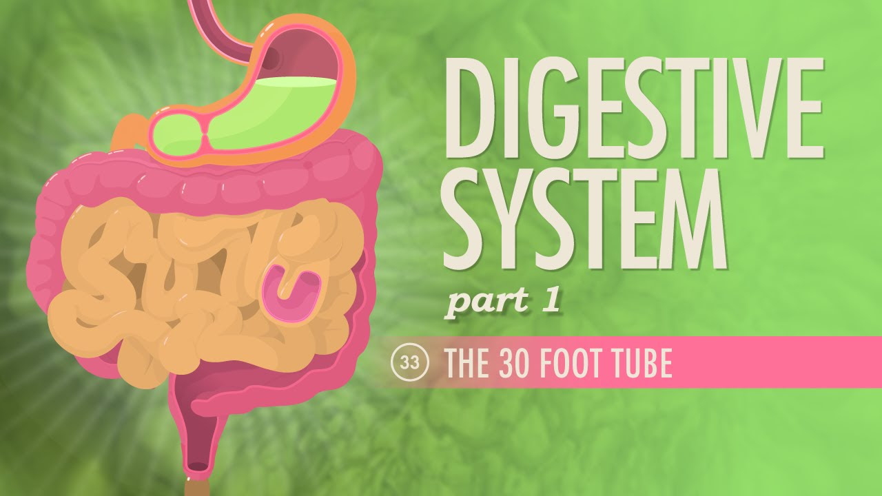 Digestive System, Part 1: Crash Course Anatomy \u0026 Physiology #33