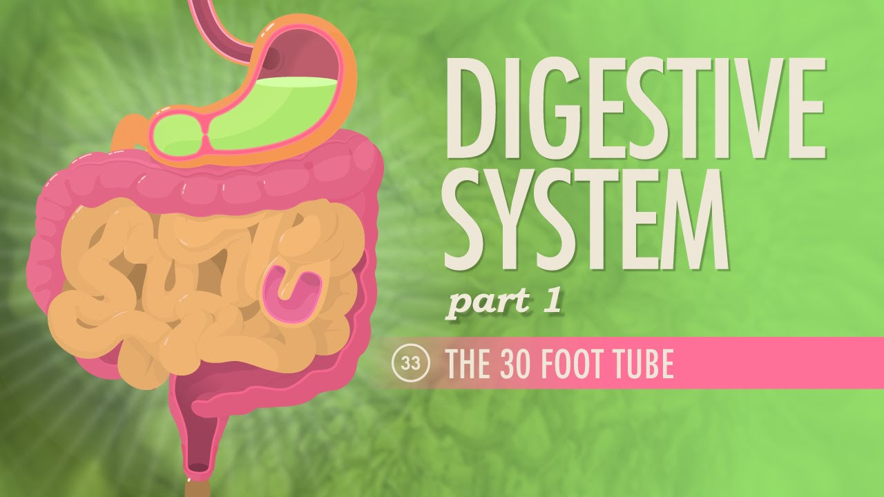 Digestive System, Part 1 Crash Course Anatomy \u0026 Physiology 33
