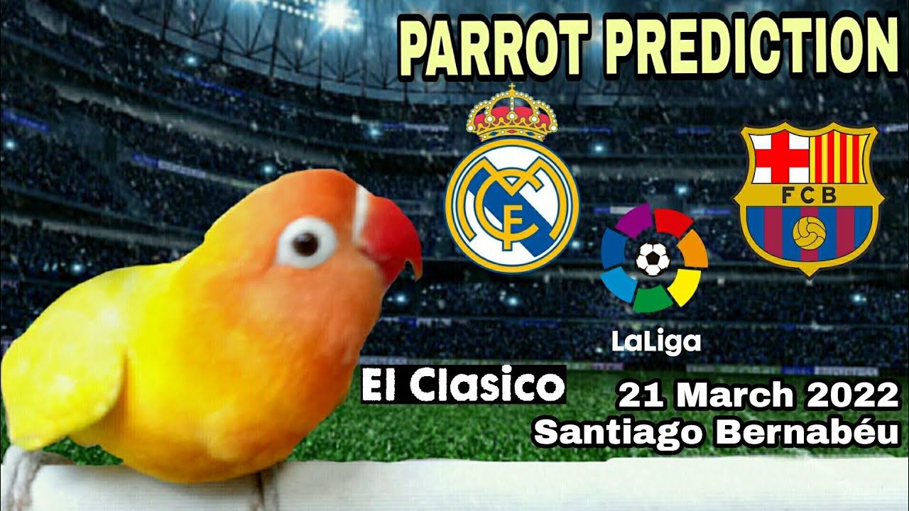 Parrot Prediction Laliga Real Madrid vs Barcelona || El Clasico