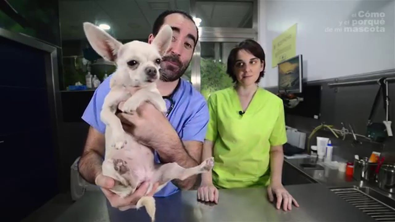 PERROS - Las enfermedades más comunes de los Chihuahua adultos