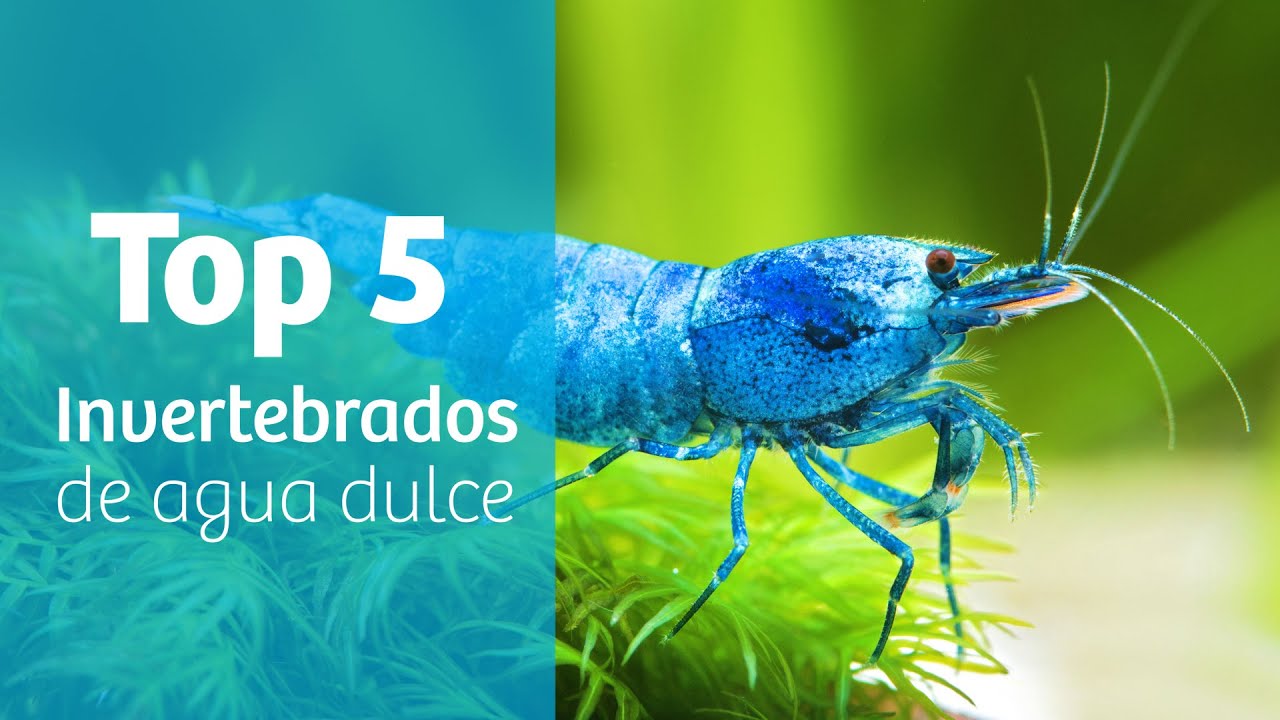 Top 5 invertebrados para agua dulce · 5️⃣ GAMBAS Y CARACOLES