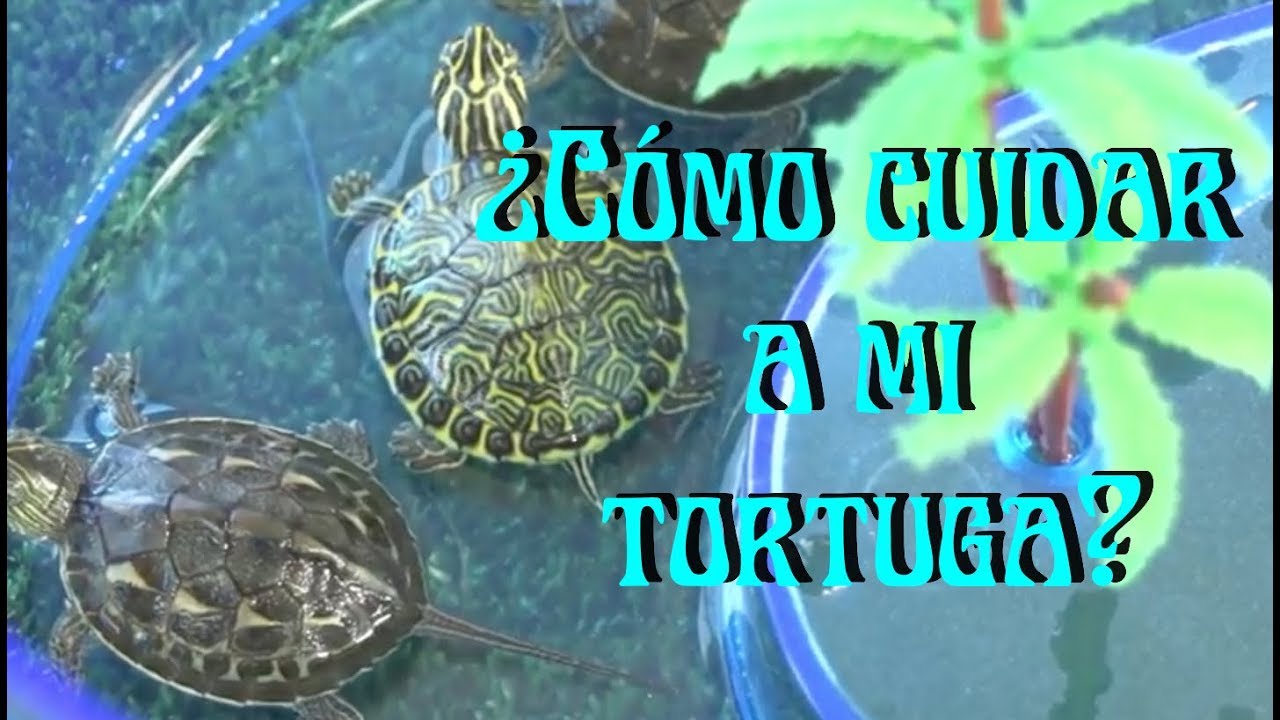 TORTUGAS: Cuidados de una tortuga acuática