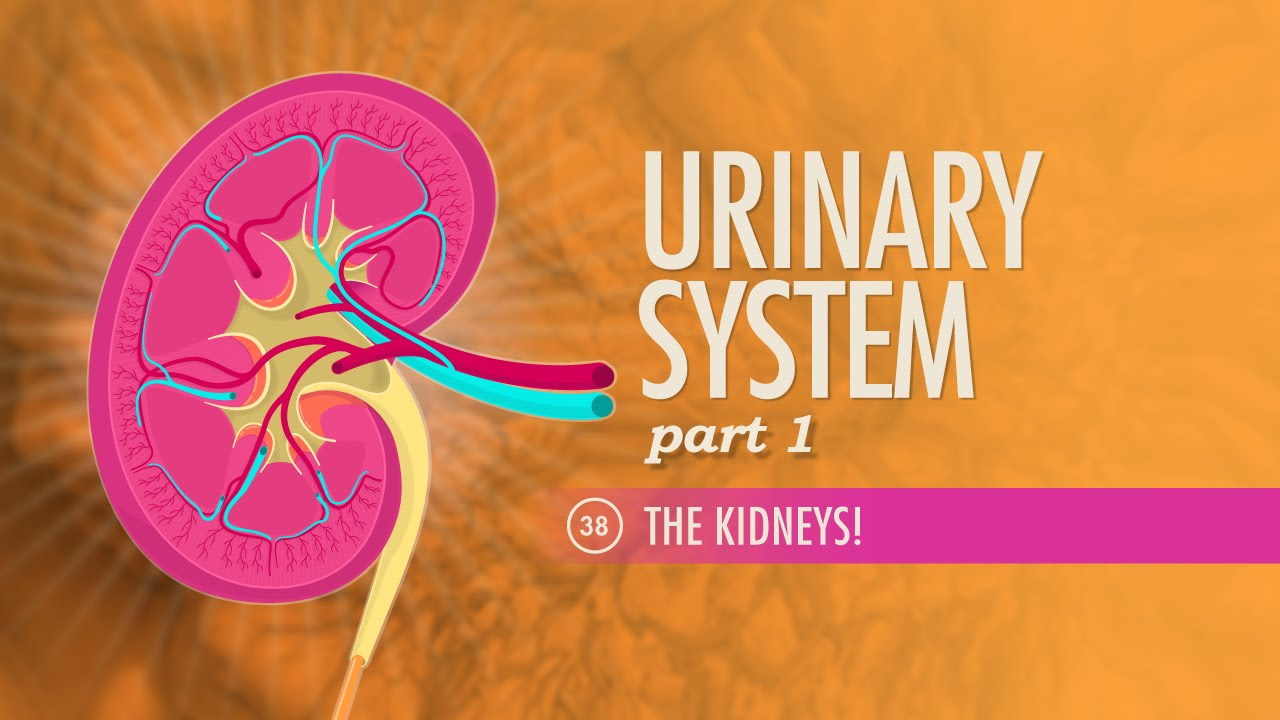 Urinary System, Part 1 Crash Course Anatomy \u0026 Physiology 38