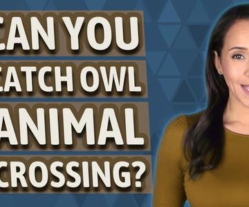 Can you catch Owl Animal Crossing?
