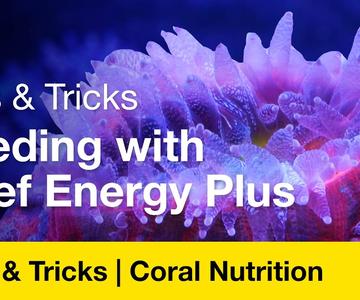 Consejos y trucos: alimentación con Reef Energy Plus