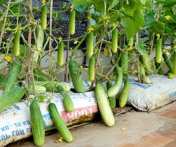 Tips for growing Cucumbers on terraces and balconies for high yield