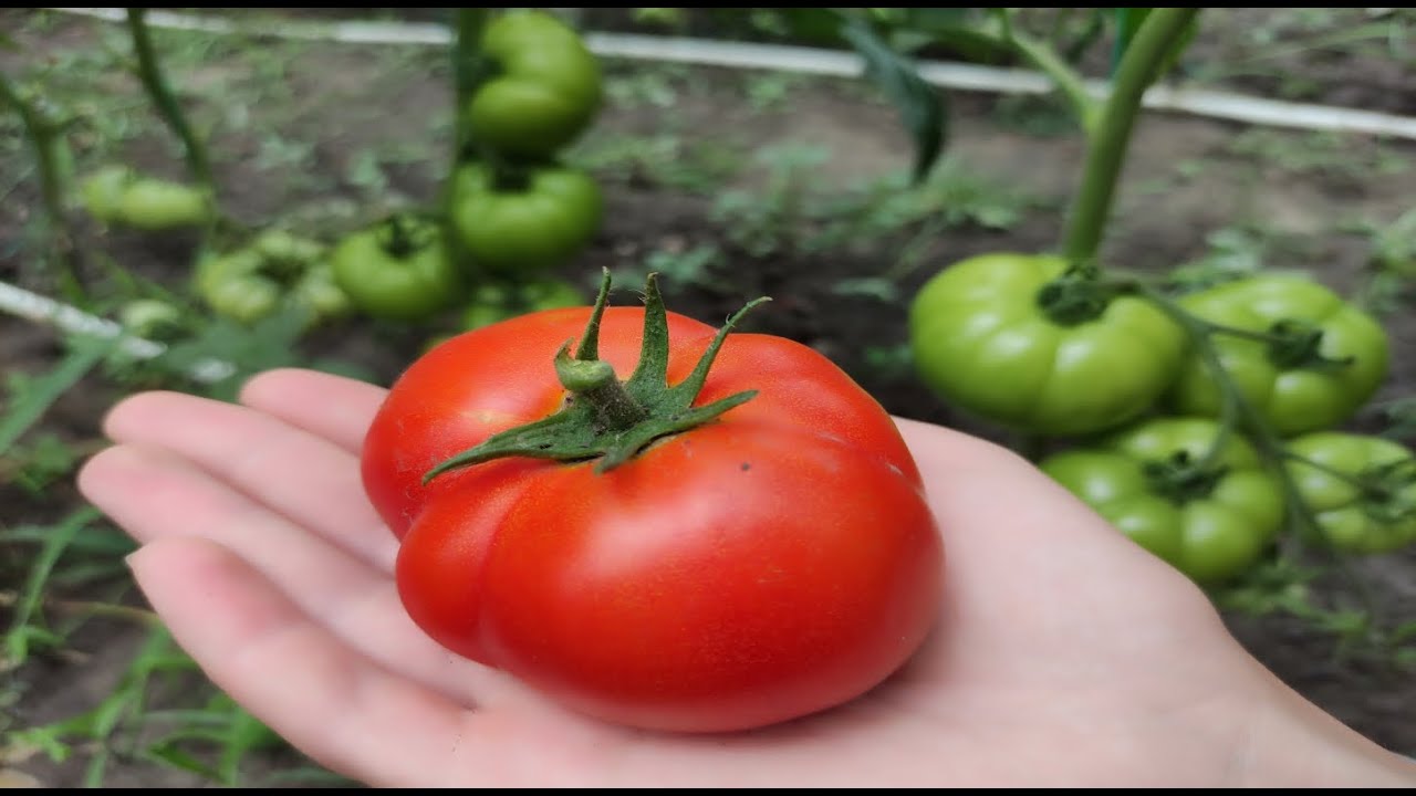 Appliquez ces méthodes naturelles pour accélérer la maturation des tomates