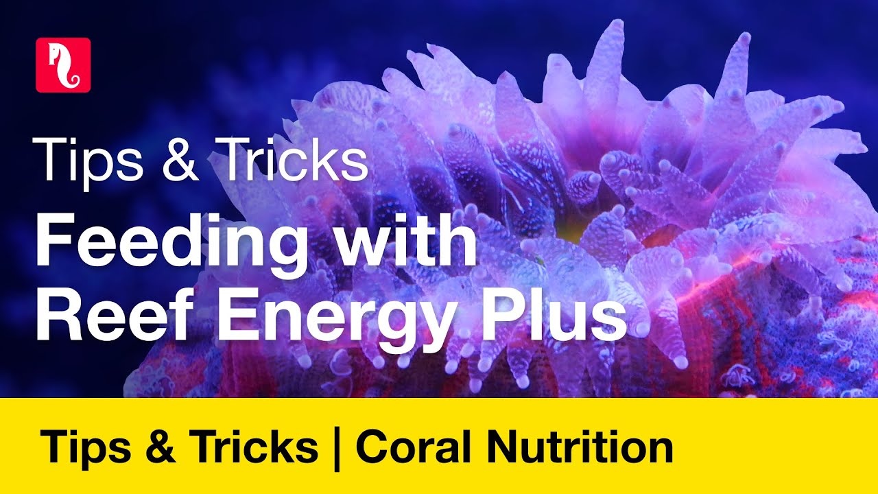 Consejos y trucos: alimentación con Reef Energy Plus