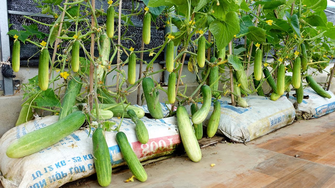 Tips for growing Cucumbers on terraces and balconies for high yield