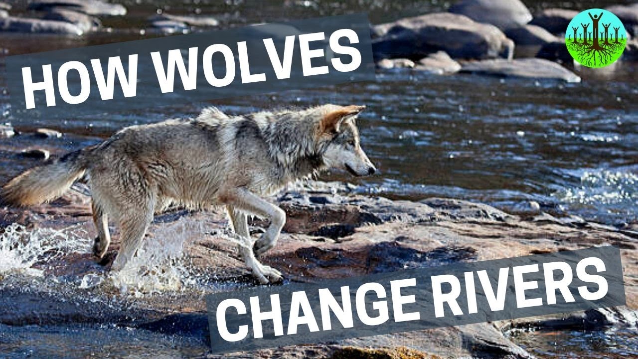 How Wolves Change Rivers 2023 Mr Trucos