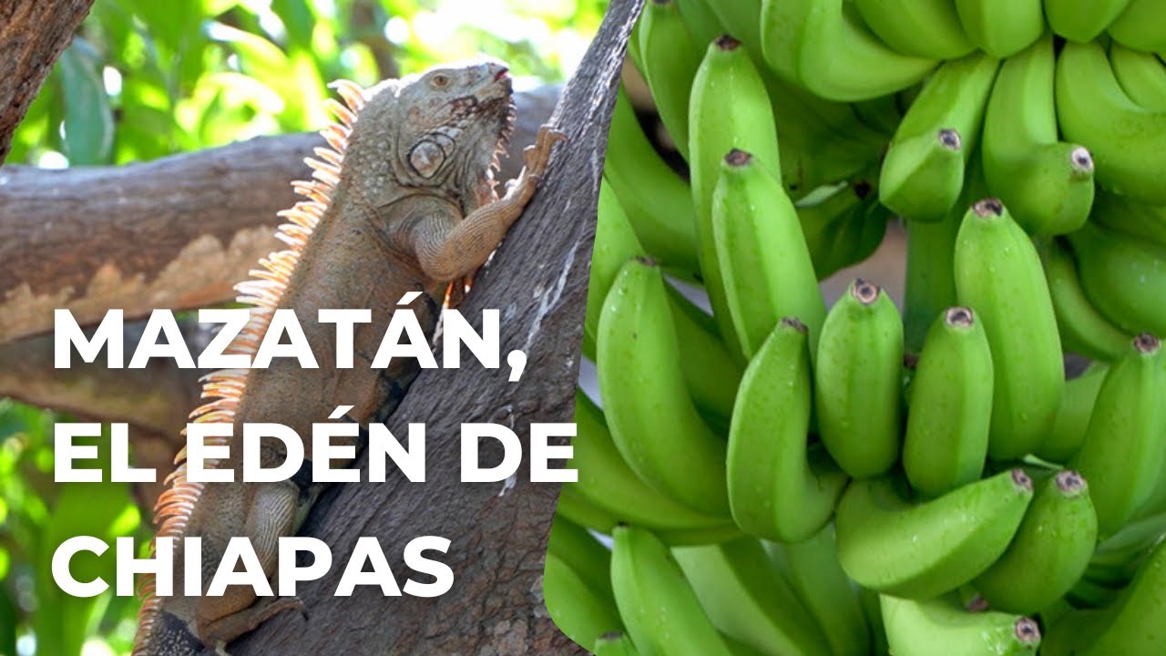 Le pays de la banane 🍌 et de l'iguane 🦎 au Chiapas - Mazatán, l'Eden de Soconusco.