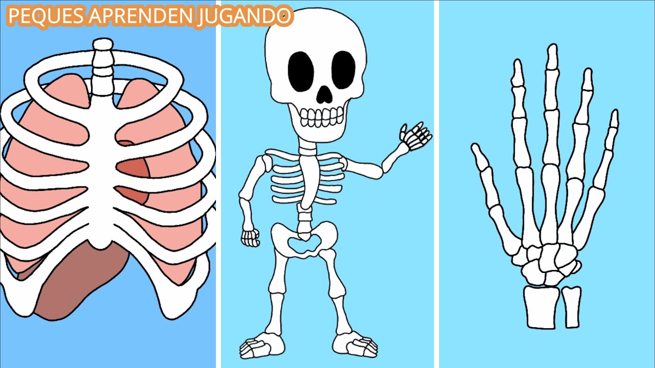 Los huesos para niños Video del sistema óseo De Peques Aprenden Jugando