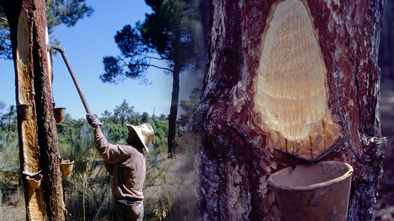 Los resineros. Obtención tradicional de la resina de los pinos | Oficios Perdidos | Documental