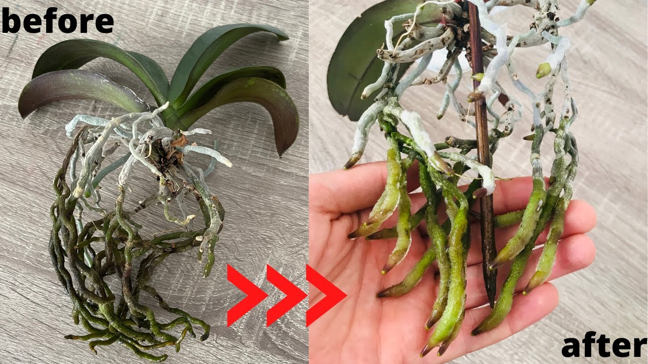 Orkide Saksısını Değiştirirken Bunu Yapın 15 günde Yeni Kökler Ve Solmayan Yapraklar ÇIkarsın