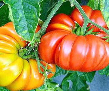 10 variétés de tomates étonnantes que vous pouvez essayer de cultiver - Conseils de jardinage