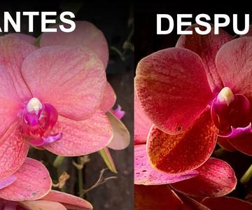 Como tomar fotos de Flores con el Móvil | #DraculaTips