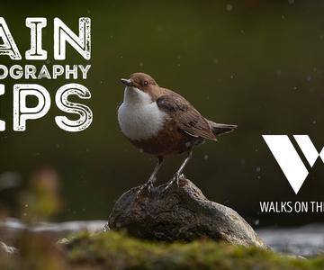 Tips for wildlife photography in the rain - photographing dippers
