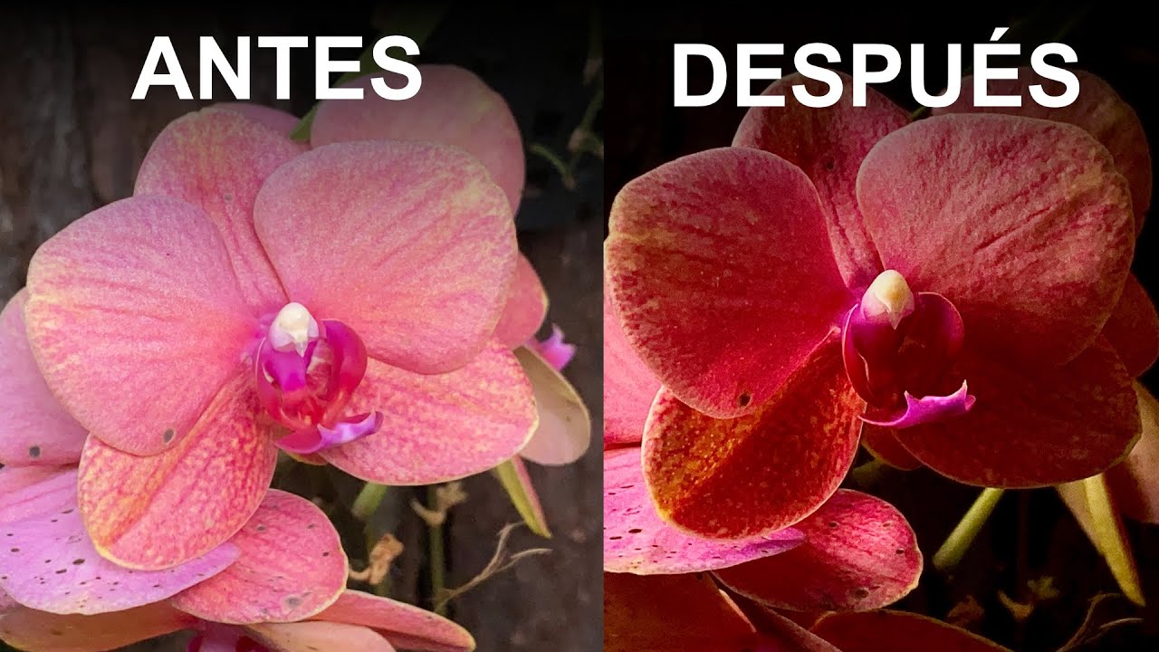 Como tomar fotos de Flores con el Móvil | #DraculaTips
