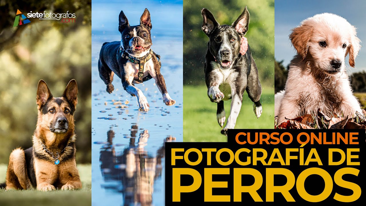 🐶 Fotografía Profesional de Perros con Carlos Andrés Cruz (La Fotoperrería) | Trailer - Curso Online