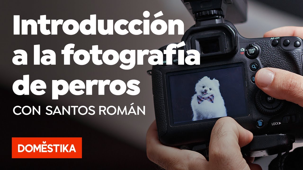 Introducción a la fotografía de perros – Curso online de Santos Román
