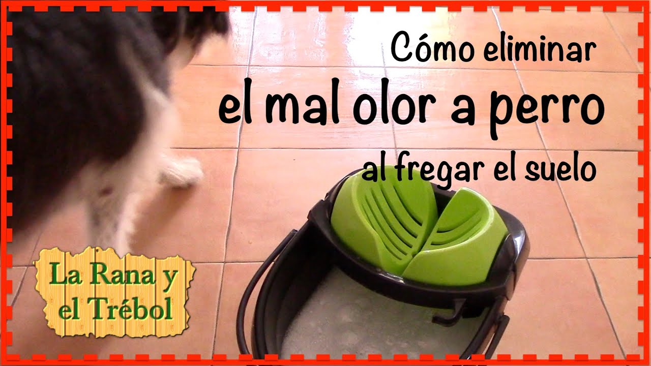 Quitar el olor a perro en casa - Desinfecta y elimina olor a orines - Tips de Mónica Trébol