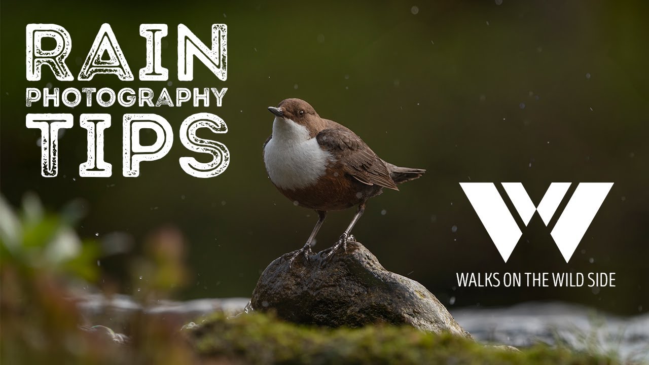 Tips for wildlife photography in the rain - photographing dippers