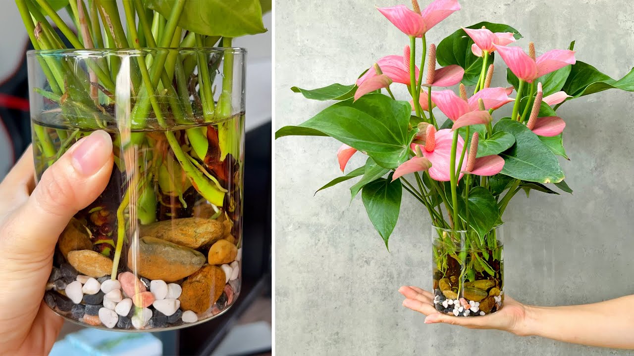 Conseils d'entretien de l'anthurium aquatique pour avoir de beaux flamants roses dans la maison