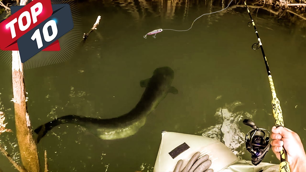 the 10 most IMPRESSIVE fish attack on the SURFACE
